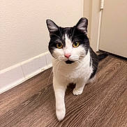 Nippy is registered to the contest to win money with this photo: cat, black_and_white, yellow_eyes, pink_nose, wooden_floor, indoor, curious, walking, pet, animal, closeup, feline, domestic_cat, flooring, door, wall, whiskers, ears, portrait, house