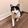 cat, black_and_white, yellow_eyes, pink_nose, wooden_floor, indoor, curious, walking, pet, animal, closeup, feline, domestic_cat, flooring, door, wall, whiskers, ears, portrait, house