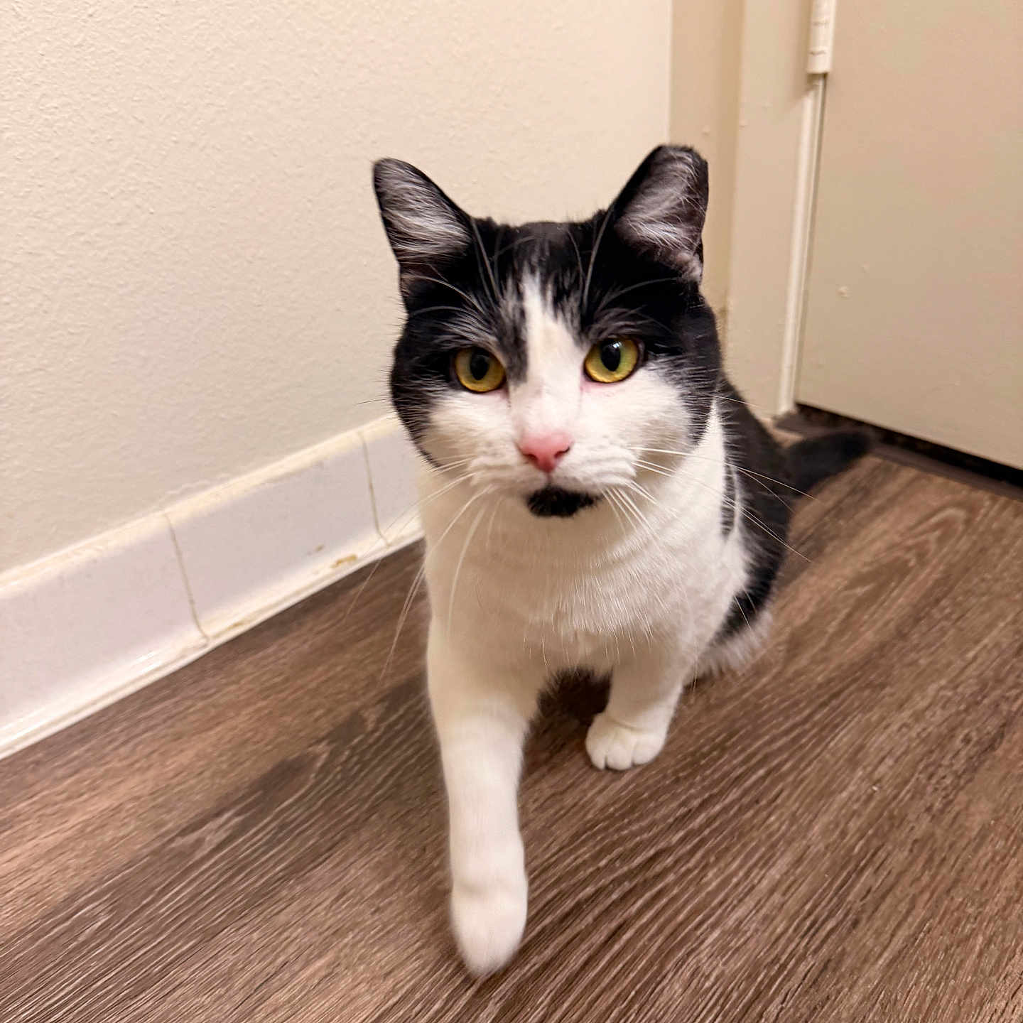 Nippy is registered to the contest to win money with this photo: cat, black_and_white, yellow_eyes, pink_nose, wooden_floor, indoor, curious, walking, pet, animal, closeup, feline, domestic_cat, flooring, door, wall, whiskers, ears, portrait, house