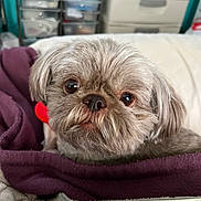 Cody joined the competition — help win amazing prizes! dog, dog_face, small_dog, shih_tzu, pet, closeup, portrait, fur, big_eyes, nose, whiskers, blanket, purple_blanket, cozy, indoor, storage_drawers, couch, adorable, curious, sitting