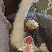 Clyde joined the competition — help win amazing prizes! cat, kitten, black_and_white, paw, mouth_open, whiskers, blanket, cushion, indoor, cozy, playful, fur, pet, animal, cute, resting, lying_down, feline, closeup, home