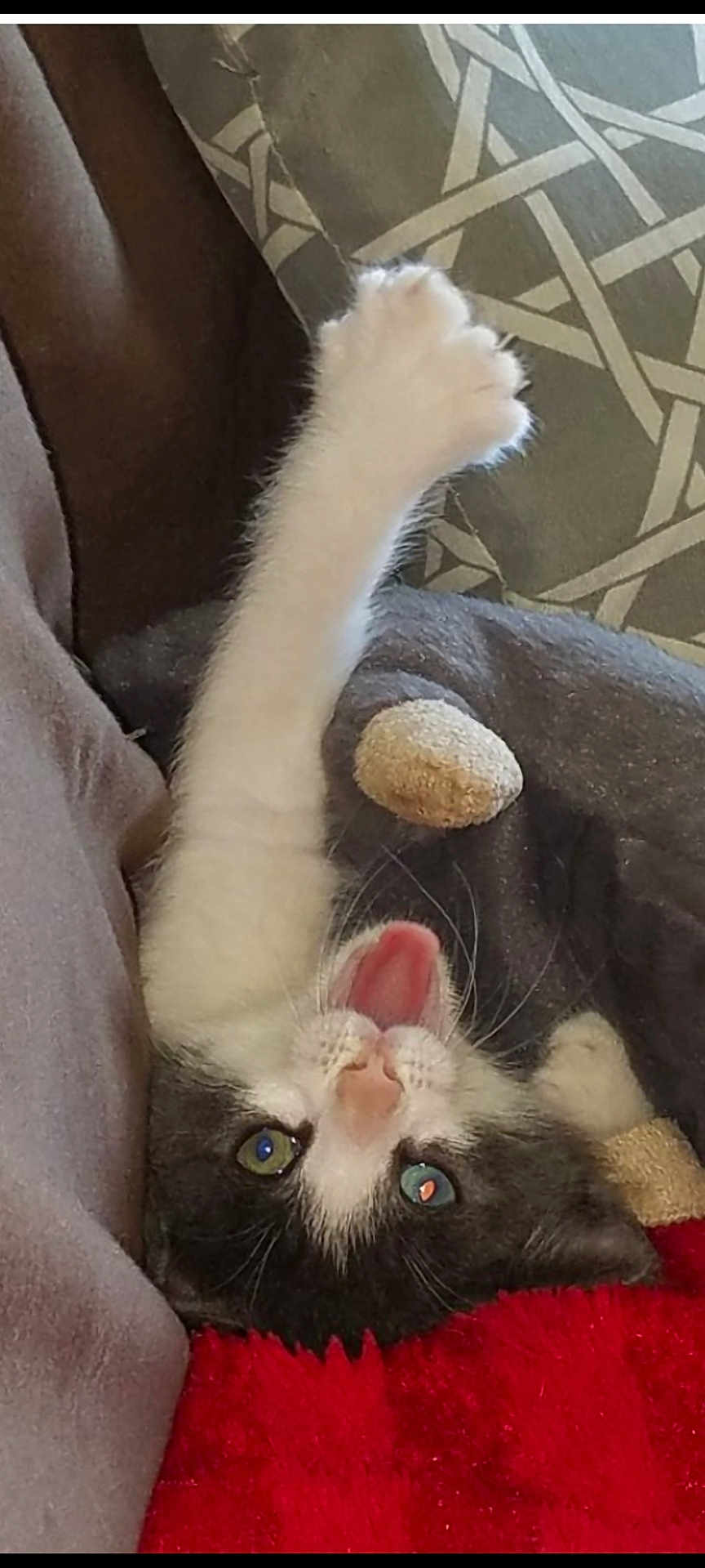Clyde
