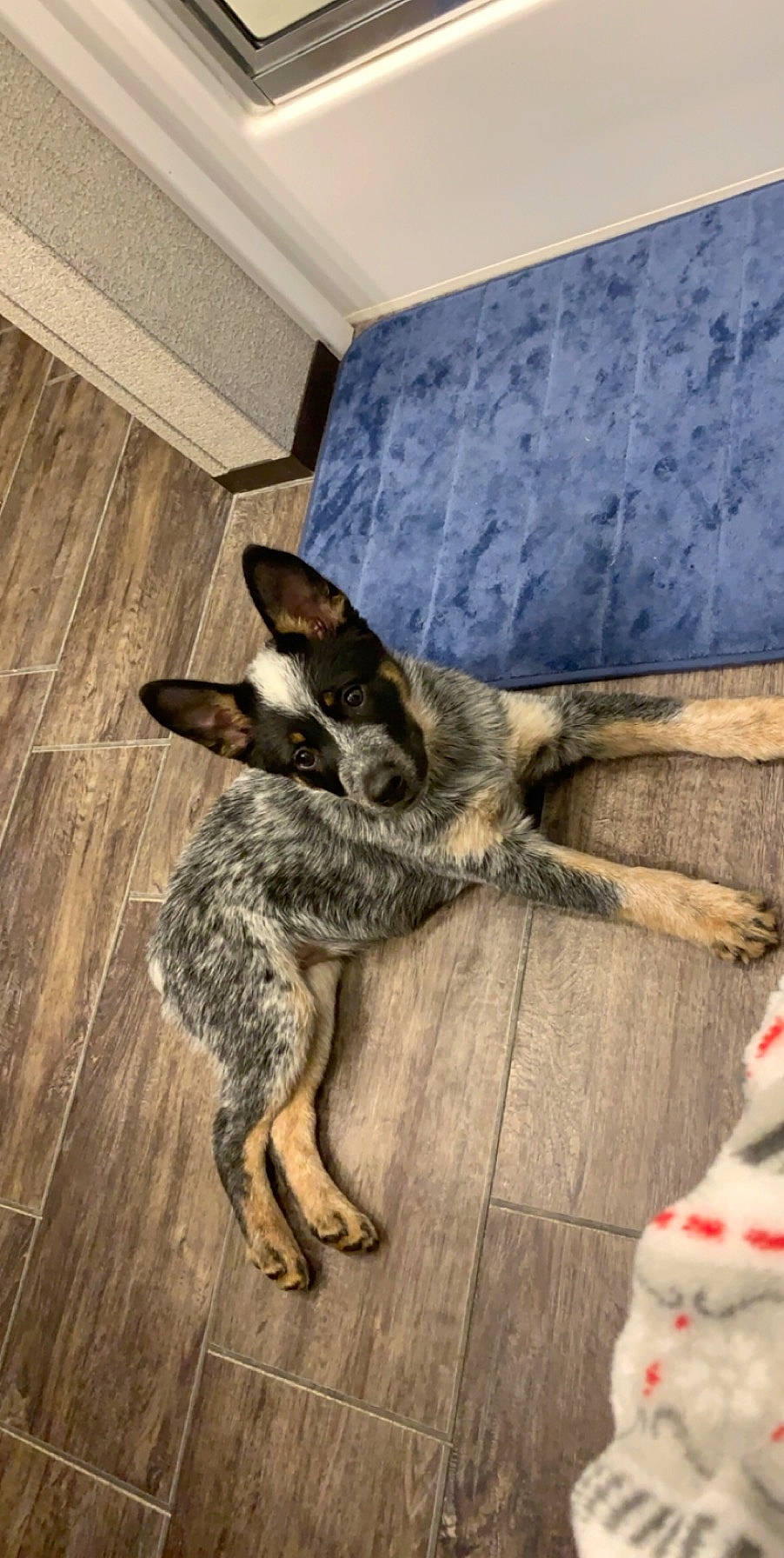 Emmielou is registered to the contest to win money with this photo: australian_cattle_dog, australian_stumpy_tail_cattle_dog, canidae, carnivore, dog, dog_breed, koolie, mammal, vertebrate