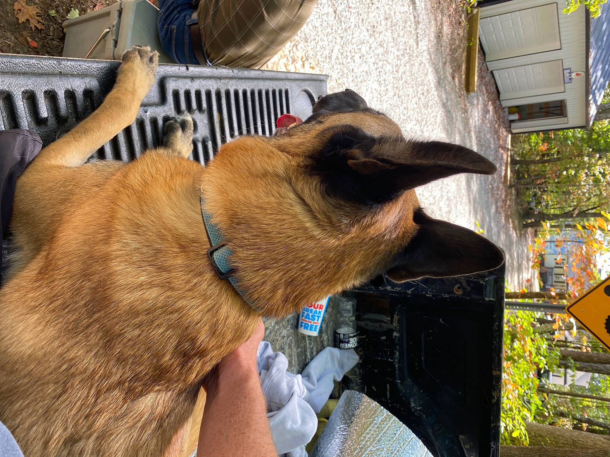 Atlas joined the competition — help win amazing prizes! canidae, carnivore, claw, collar, dog, dog_breed, dog_collar, dog_supply, fawn, fur, pet_supply, plant, snout, sporting_group, tail, terrestrial_animal, wildlife, window, working_animal