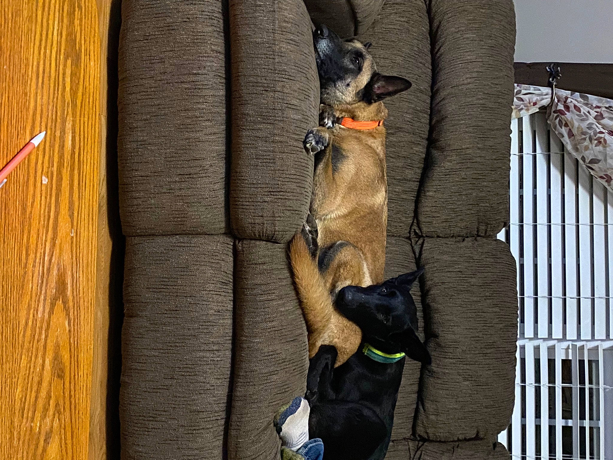 Atlas joined the competition — help win amazing prizes! canidae, carnivore, collar, comfort, companion_dog, dog, dog_breed, dog_supply, fawn, felidae, flooring, fur, guard_dog, hardwood, pet_supply, small_to_medium_sized_cats, sporting_group, tail, wood, working_animal