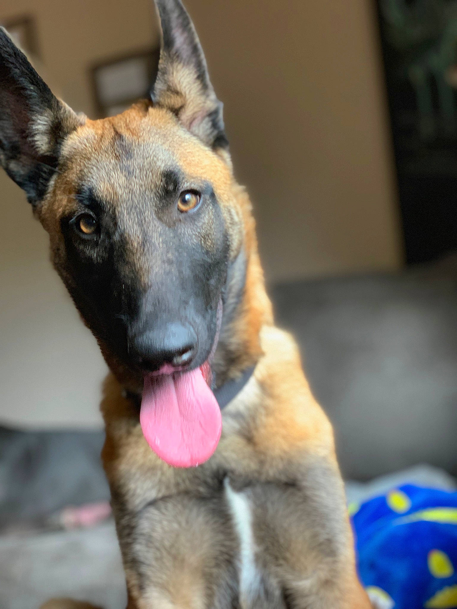 Atlas joined the competition — help win amazing prizes! belgian_shepherd_malinois, canidae, carnivore, collar, companion_dog, dog, dog_breed, east_european_shepherd, fawn, fur, german_shepherd_dog, herding_dog, king_shepherd, old_german_shepherd_dog, pet_supply, snout, sporting_group, whiskers, working_animal, working_dog