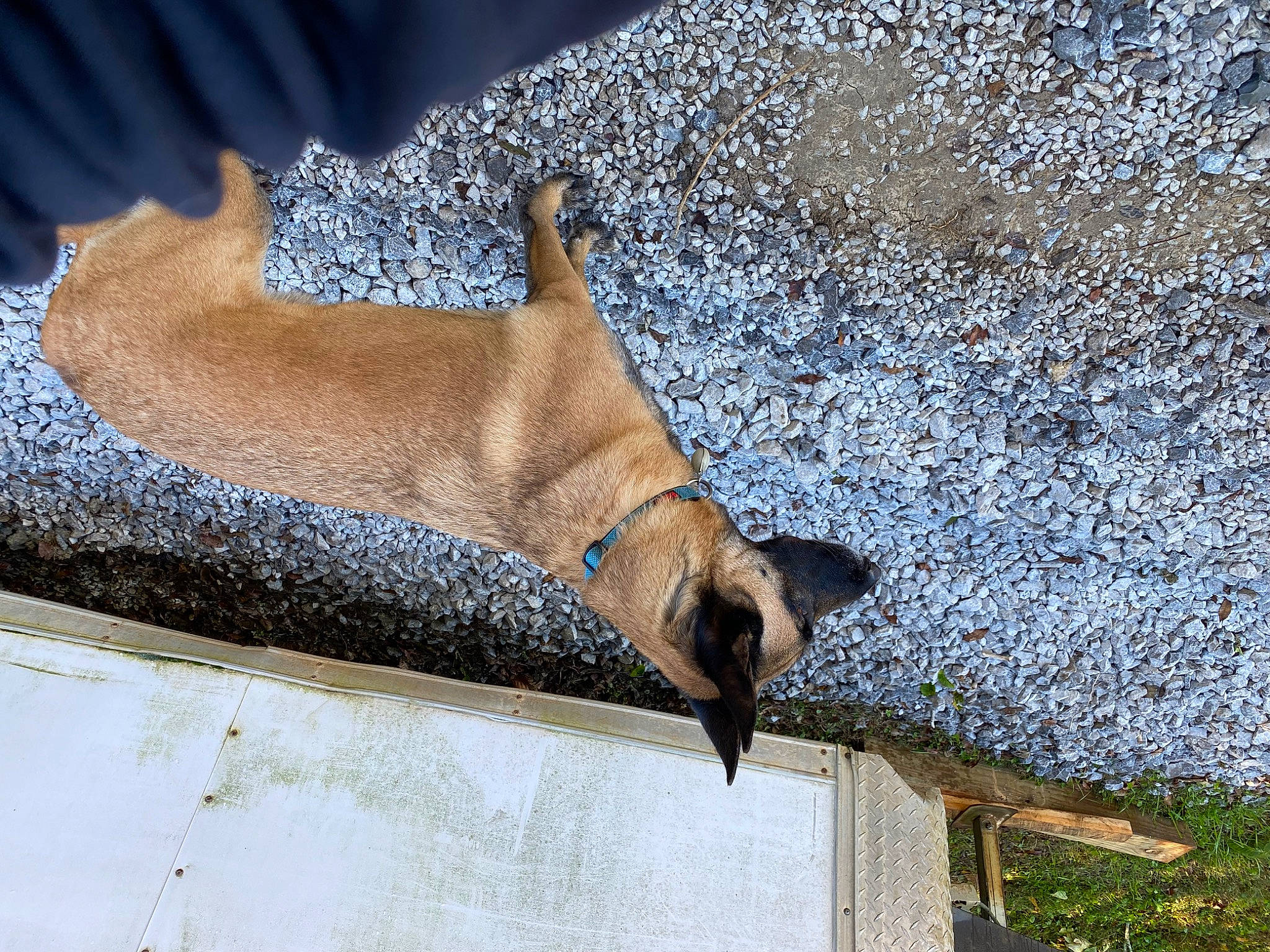 Atlas joined the competition — help win amazing prizes! california_sea_lion, canidae, fawn, felidae, fur, fur_seal, human_leg, marine_mammal, seal, snout, sporting_group, steller_sea_lion, terrestrial_animal, wildlife, wood, zoo