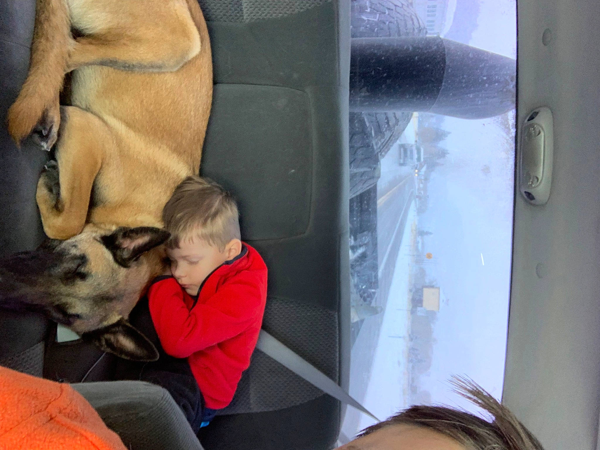 Atlas joined the competition — help win amazing prizes! auto_part, automotive_exterior, automotive_window_part, canidae, car_seat, car_seat_cover, carnivore, comfort, companion_dog, dog, dog_breed, fawn, glass, human_leg, lap, passenger, sporting_group, vehicle_door, window, windshield