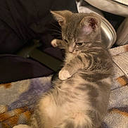 Prince joined the competition — help win amazing prizes! kitten, cat, gray_tabby, fluffy, soft_blanket, indoor, cozy, lounging, curious, pet, animal, young_cat, feline, resting, close_up, cute, domestic_cat, striped, white_paws, whiskers