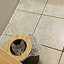 Prince is registered to the contest to win money with this photo: kitten, cat, curious, peeking, trash_bin, wooden_lid, floor, tile, indoor, plastic_bag, hole, ears, eyes, pet, animal, cute, small, hiding, corner, wall