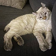 Bengi joined the competition — help win amazing prizes! cat, feline, pet, couch, pillow, indoor, relaxed, lounging, fur, paw, whiskers, face, looking_at_camera, close_up, domestic_animal, cute, portrait, cozy, upholstery, resting