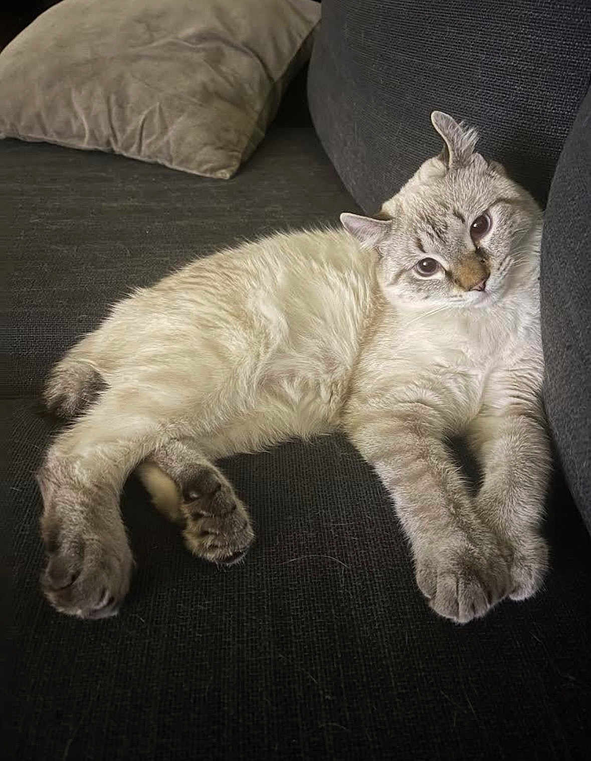 Bengi joined the competition — help win amazing prizes! cat, feline, pet, couch, pillow, indoor, relaxed, lounging, fur, paw, whiskers, face, looking_at_camera, close_up, domestic_animal, cute, portrait, cozy, upholstery, resting