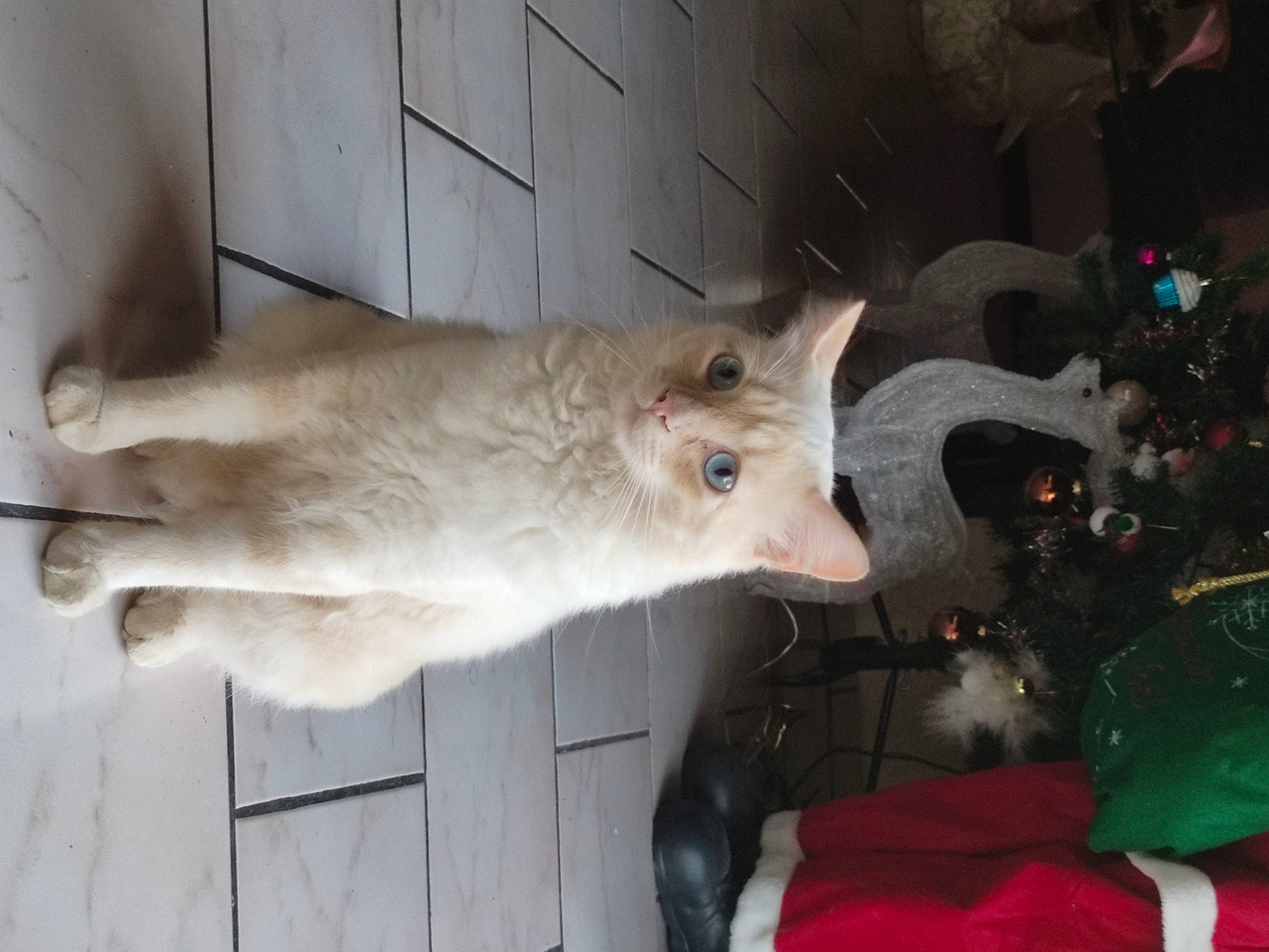 Mickey a rejoint le concours — aidez-le/la à gagner de superbes lots ! canidae, carnivore, cat, christmas_ornament, christmas_tree, dog_breed, domestic_short_haired_cat, event, fawn, felidae, fur, holiday, holiday_ornament, ornament, small_to_medium_sized_cats, snout, sporting_group, tail, whiskers, wood