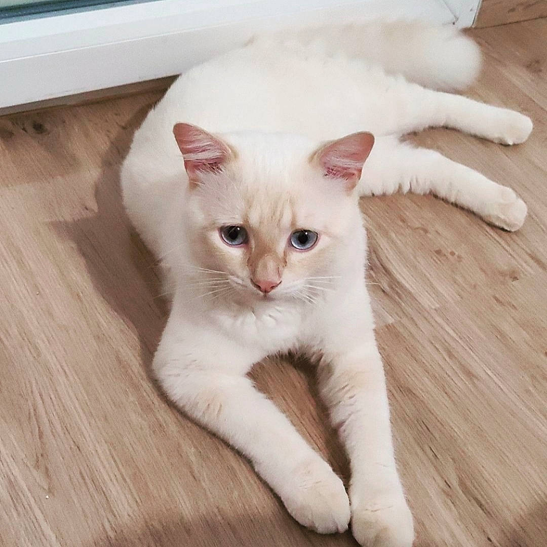 Mickey a rejoint le concours — aidez-le/la à gagner de superbes lots ! carnivore, cat, claw, comfort, domestic_short_haired_cat, fawn, felidae, flooring, fur, hardwood, paw, small_to_medium_sized_cats, snout, tail, terrestrial_animal, whiskers, window, wood, wood_flooring, wood_stain