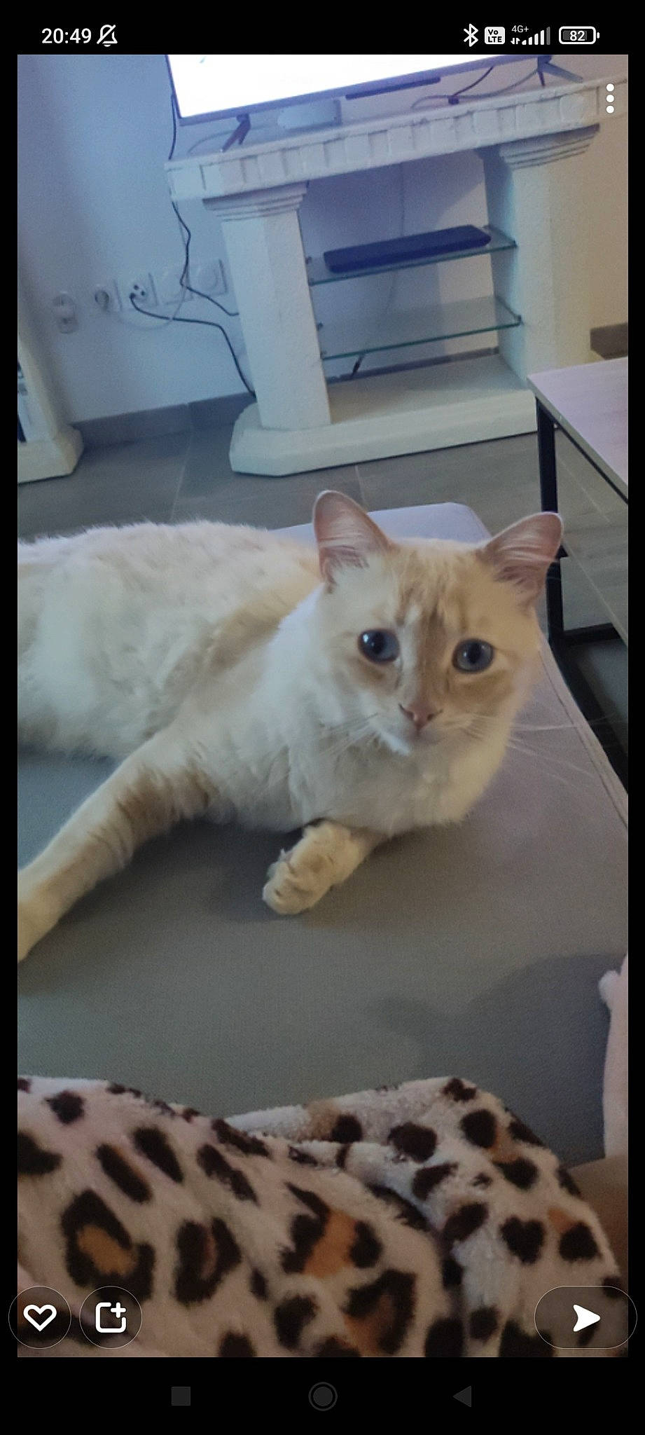 Mickey participe au concours pour gagner de l'argent avec cette photo : balinese, carnivore, cat, claw, comfort, domestic_short_haired_cat, eye, fawn, felidae, fur, pattern, paw, pet_supply, photo_caption, rectangle, small_to_medium_sized_cats, tail, terrestrial_animal, whiskers, white