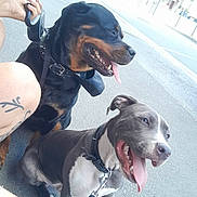 Ace participe au concours pour gagner de l'argent avec cette photo : dog, rottweiler, pitbull, leash, tattoo, pavement, urban, street, sidewalk, person, hand, panting, tongue_out, happy, sitting, collar, daytime, outdoor, animal, pet