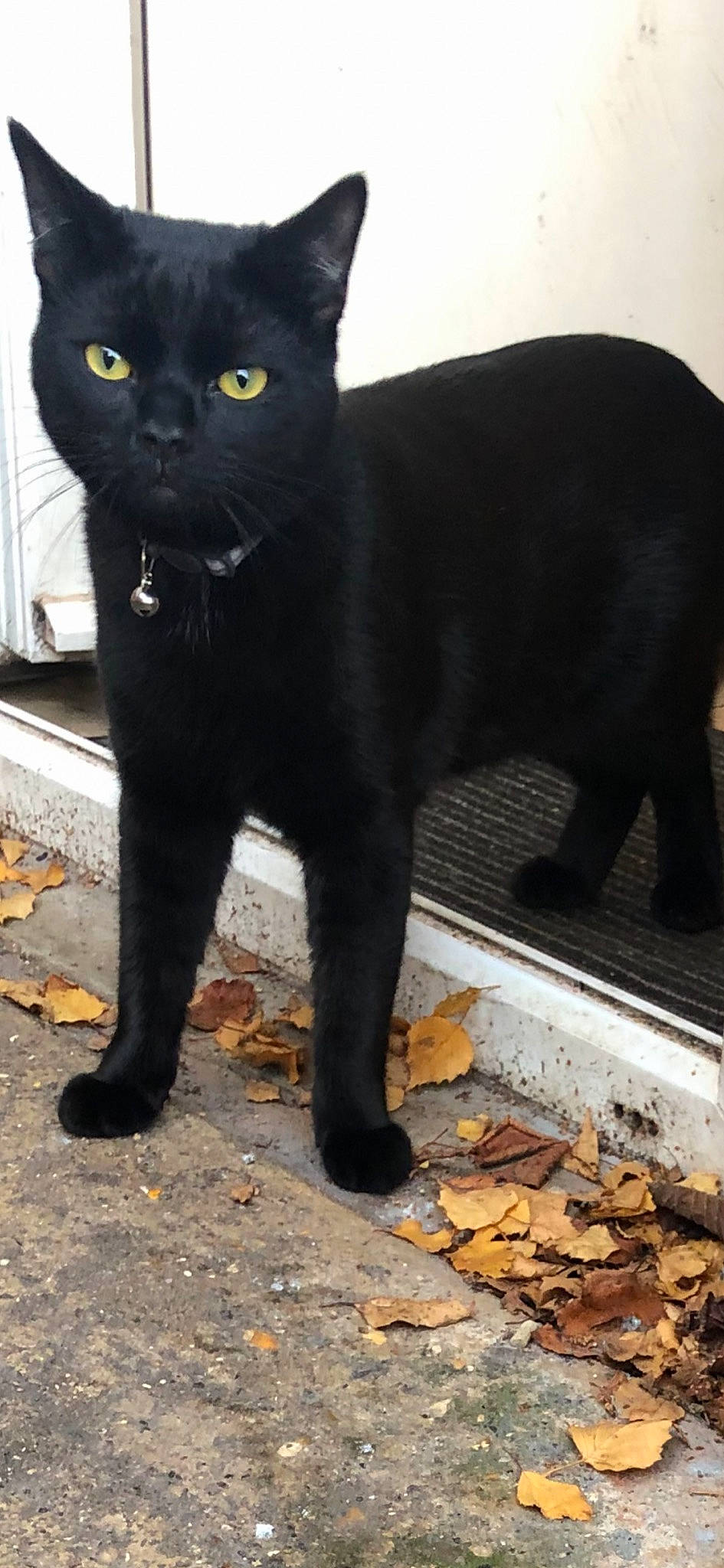 Stormy is registered to the contest to win money with this photo: black_cat, bombay, carnivore, cat, claw, domestic_short_haired_cat, eye, felidae, fur, havana_brown, small_to_medium_sized_cats, snout, tail, terrestrial_animal, whiskers, window