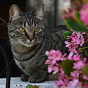 Chewy is registered to the contest to win money with this photo: cat, tabby, animal, pet, yellow_eyes, flower, pink_flower, plant, nature, outdoor, ledge, fur, whiskers, closeup, portrait, sitting, green_leaf, blurred_background, calm, curious