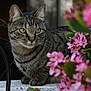 cat, tabby, animal, pet, yellow_eyes, flower, pink_flower, plant, nature, outdoor, ledge, fur, whiskers, closeup, portrait, sitting, green_leaf, blurred_background, calm, curious