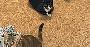 Clarke is registered to the contest to win money with this photo: animal, bed, black_and_white_cat, carpet, cat, cats, clothing, curious, domestic_animal, ears, feline, floor, gray_cat, indoor, looking_up, pet_bed, quilted, resting, tail, whiskers