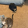 animal, bed, black_and_white_cat, carpet, cat, cats, clothing, curious, domestic_animal, ears, feline, floor, gray_cat, indoor, looking_up, pet_bed, quilted, resting, tail, whiskers