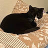 animal, bed, black_and_white_cat, cat, cozy, cute, domestic_cat, ears, feline, fur, indoor, patterned_pillow, pet, pillow, relaxed, resting, sleepy, striped_pillow, tail, whiskers