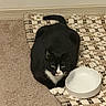 Clarke is registered to the contest to win money with this photo: animal, black_and_white, bowl, carpet, cat, domestic_animal, ears, empty_bowl, feline, floor, indoor, looking_at_camera, mat, paws, pet, quiet, resting, tail, wall, whiskers