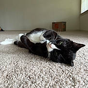 Clarke is registered to the contest to win money with this photo: cat, black_and_white, lying_down, carpet, indoor, relaxed, whiskers, window, cardboard_box, empty_room, pet, feline, floor, green_eyes, close_up, domestic_animal, resting, soft_light, quiet, cozy