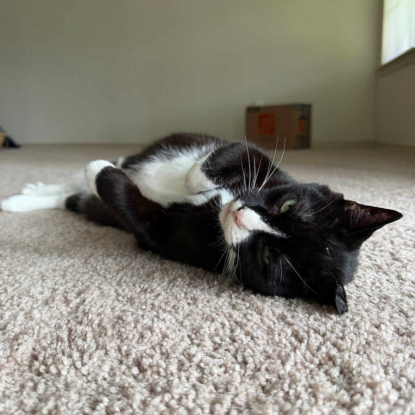 Clarke is registered to the contest to win money with this photo: cat, black_and_white, lying_down, carpet, indoor, relaxed, whiskers, window, cardboard_box, empty_room, pet, feline, floor, green_eyes, close_up, domestic_animal, resting, soft_light, quiet, cozy