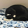 Clarke joined the competition — help win amazing prizes! animal, black_cat, blanket, blue_blanket, cat, compact, cozy, curled_up, cute, domestic_cat, feline, fur, home, indoor, pet, relaxed, resting, sleeping, soft_texture, white_paws