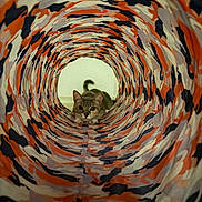 Archer joined the competition — help win amazing prizes! cat, tunnel, toy, indoor, curious, animal, pet, playful, camouflage, pattern, colorful, orange, black, white, fur, whiskers, paws, tail, eyes, focus