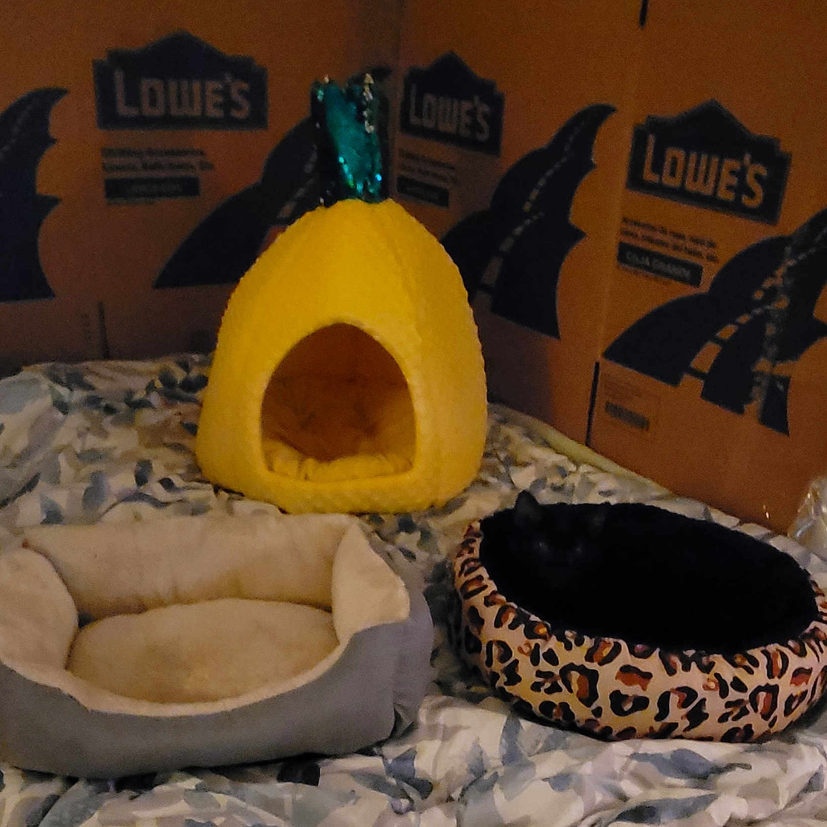 Clarice is registered to the contest to win money with this photo: baked_goods, calabaza, circle, comfort, comfort_food, cuisine, dish, fashion_accessory, font, ingredient, logo, produce, room, vegetable, winter_squash, yellow