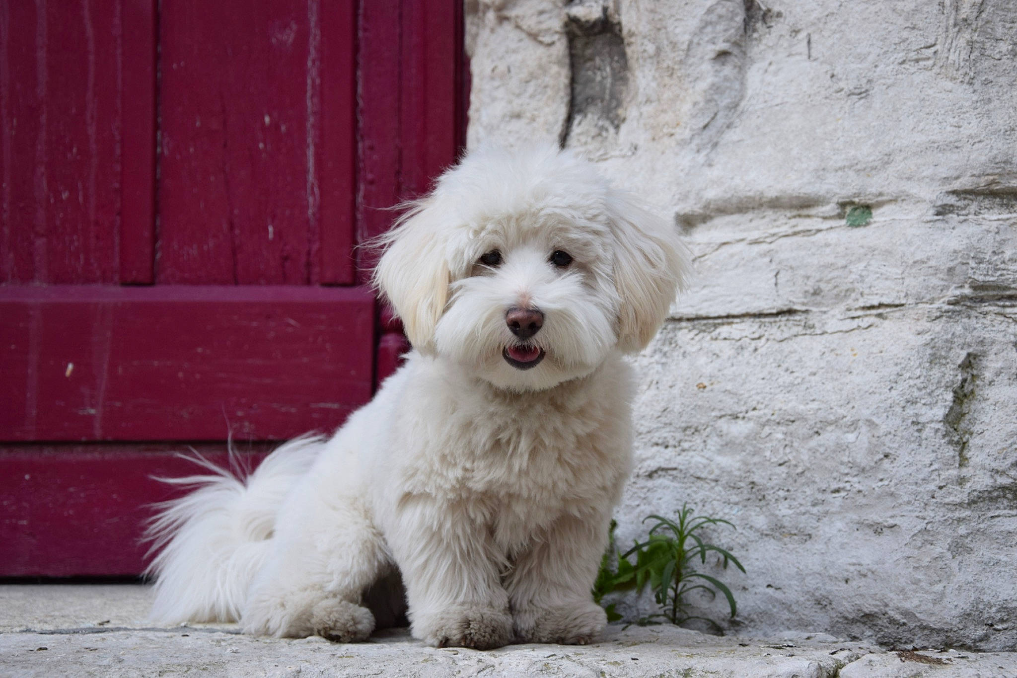 Sheldon participe au concours pour gagner de l'argent avec cette photo : canidae, carnivore, companion_dog, dog, dog_breed, dog_supply, door, fur, grass, non_sporting_group, plant, poodle, poodle_crossbreed, small_terrier, snout, sporting_group, terrier, toy_dog, water_dog, working_animal