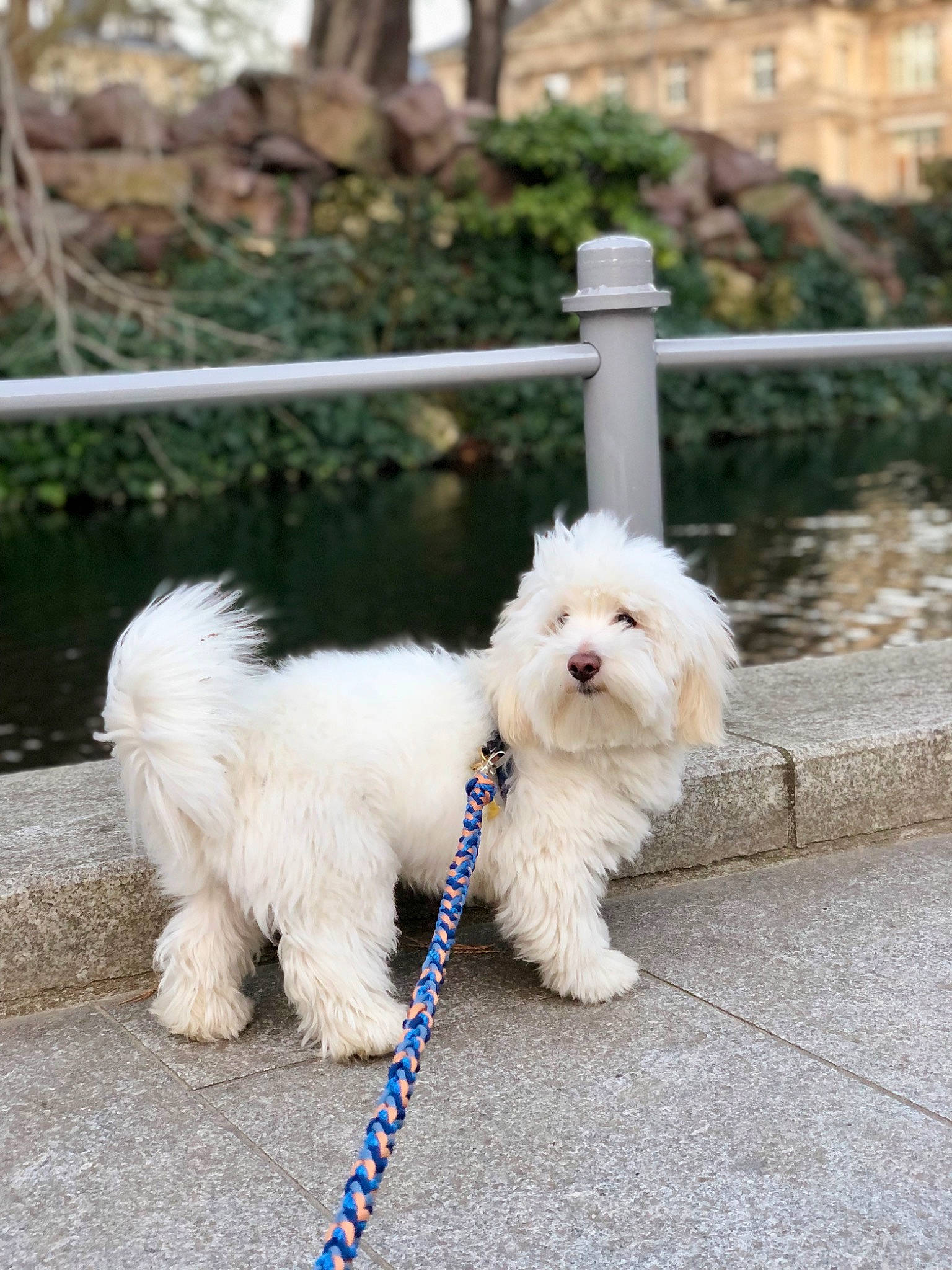 Sheldon a rejoint le concours — aidez-le/la à gagner de superbes lots ! canidae, carnivore, collar, companion_dog, dog, dog_breed, dog_collar, dog_supply, fashion_accessory, fence, fur, grass, leash, maltepoo, plant, sporting_group, tail, toy_dog, water_dog, working_animal