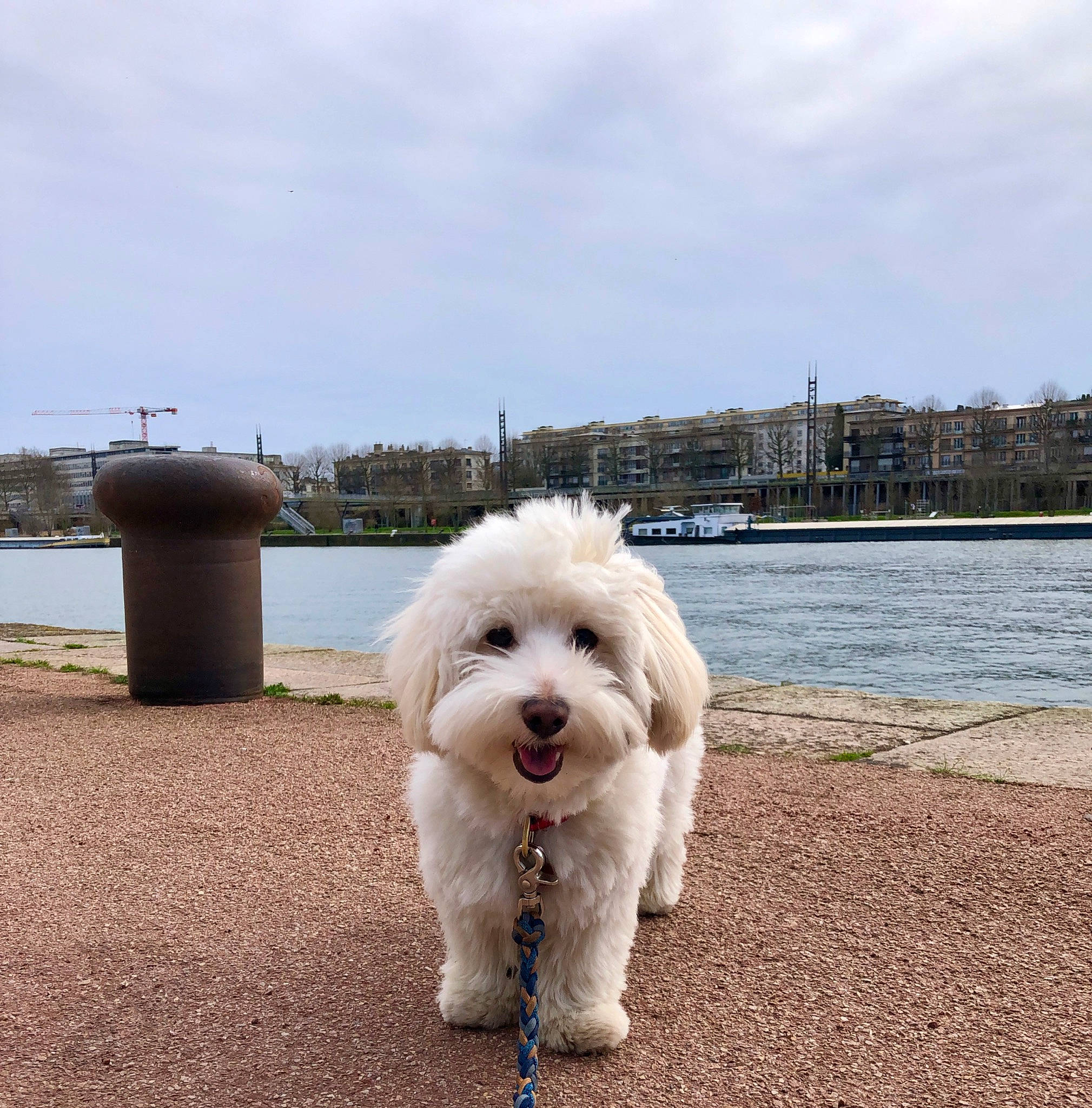 Sheldon participe au concours pour gagner de l'argent avec cette photo : building, canidae, carnivore, cloud, companion_dog, dog, dog_breed, dog_collar, eyewear, fashion_accessory, horizon, lake, leash, maltepoo, ocean, poodle, sky, sporting_group, toy_dog, water