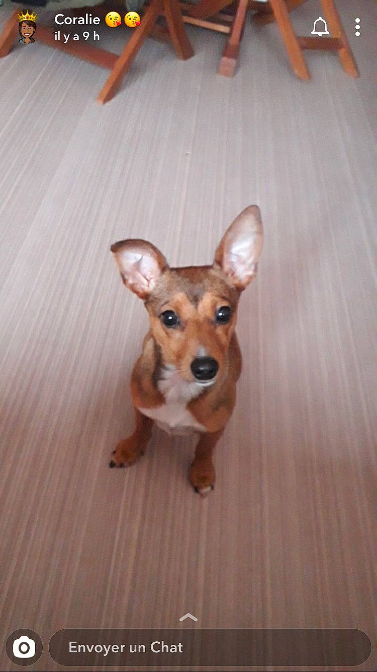 Gratouille a rejoint le concours — aidez-le/la à gagner de superbes lots ! companion_dog, corgi_chihuahua, dog, ear, fawn, floor, flooring, hardwood, liver, paw, plywood, tail, terrestrial_animal, toy_dog, varnish, whiskers, wood, wood_flooring, wood_stain, working_animal