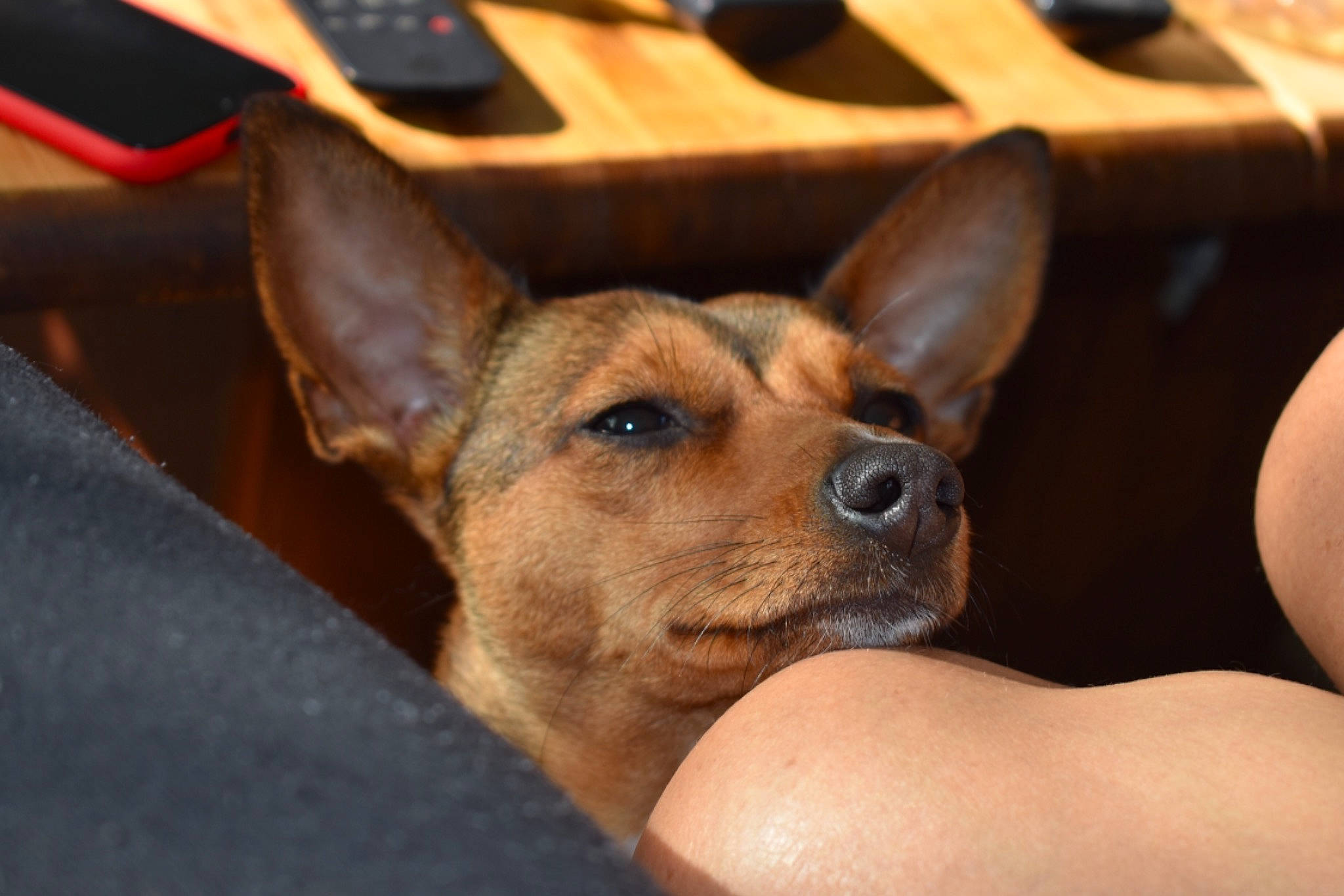 Gratouille a rejoint le concours — aidez-le/la à gagner de superbes lots ! ancient_dog_breeds, canidae, carnivore, comfort, companion_dog, dog, dog_breed, ear, fawn, fur, non_sporting_group, sporting_group, terrestrial_animal, toy_dog, whiskers, wood, working_animal