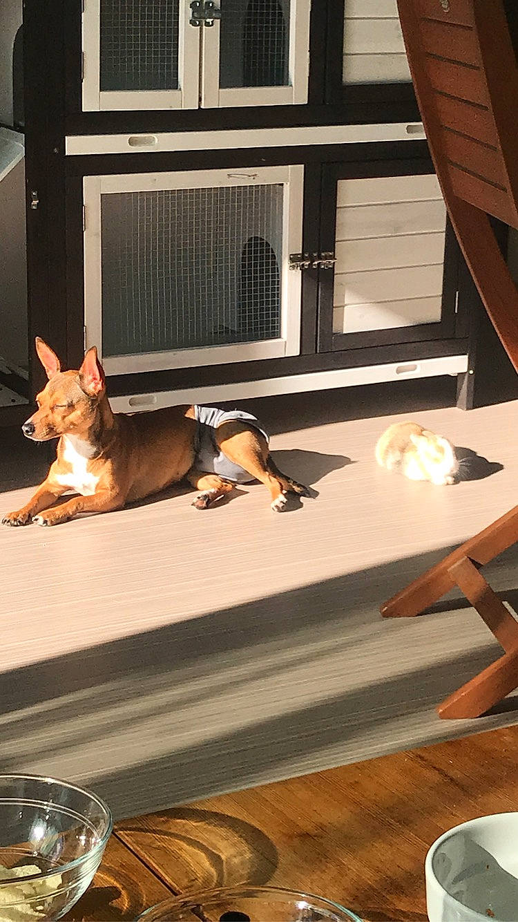 Gratouille a rejoint le concours — aidez-le/la à gagner de superbes lots ! brown, carnivore, comfort, companion_dog, dishware, dog, dog_breed, dog_supply, fawn, floor, flooring, hardwood, kitchen_utensil, plate, serveware, table, tableware, tail, window, wood