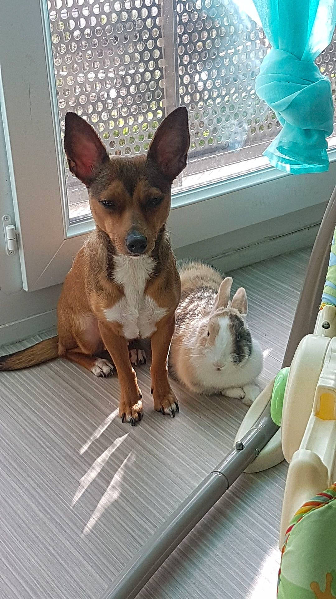 Gratouille participe au concours pour gagner de l'argent avec cette photo : canidae, carnivore, chihuahua, comfort, companion_dog, dog, dog_breed, dog_supply, door, ear, fawn, fur, paw, russkiy_toy, snout, sporting_group, terrestrial_animal, toy_dog, whiskers, working_animal