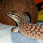 Hector a rejoint le concours — aidez-le/la à gagner de superbes lots !