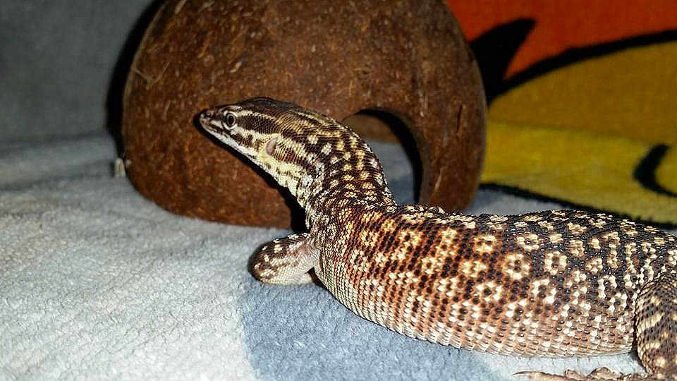 Hector a rejoint le concours — aidez-le/la à gagner de superbes lots !