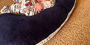 Mason is registered to the contest to win money with this photo: animal, baby, blanket, canine, couch, cushion, dog, eating, face, food, furniture, head, homedecor, newborn, person, pet, photography, pillow, portrait, sleeping