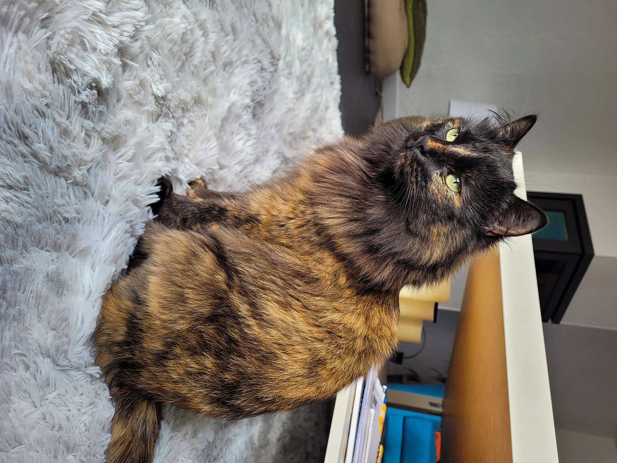 Ella participe au concours pour gagner de l'argent avec cette photo : canidae, carnivore, cat, claw, dog_breed, domestic_short_haired_cat, felidae, fur, metal, small_to_medium_sized_cats, snout, tail, terrestrial_animal, whiskers, window, wood