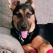 Cooper joined the competition — help win amazing prizes! dog, canine, pet, sitting, tongue_out, ears, black_and_tan, collar, couch, blanket, indoor, resting, fur, paw, comfort, smiling, animal, close_up, domestic, relaxed