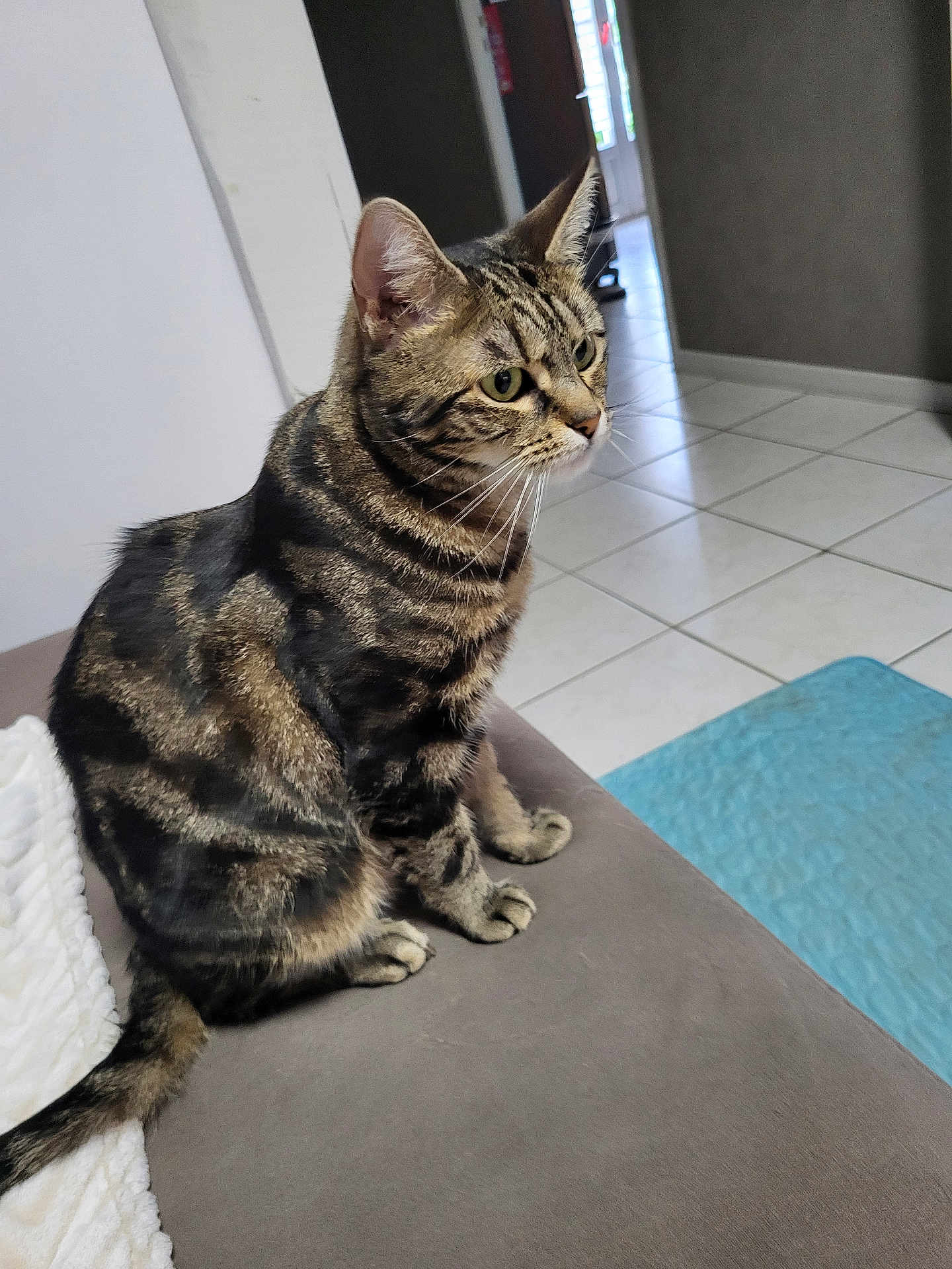 Clochette participe au concours pour gagner de l'argent avec cette photo : cat, tabby_cat, sitting, indoor, couch, furniture, floor, tile_floor, pet, animal, whiskers, ears, tail, eyes, home, domestic_animal, striped, fur, mammal, curious