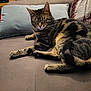 animal, cat, couch, cozy, cute, domestic, feline, fur, home, indoor, living_room, pet, pillow, relaxed, resting, sleeping, striped, tabby, tail, whiskers