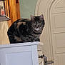 Clochette participe au concours pour gagner de l'argent avec cette photo : cat, tabby, feline, pet, indoor, cabinet, furniture, door, wood, wall, animal, mammal, whiskers, ears, eyes, sitting, curious, domestic, house, home