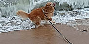 Noisette a rejoint le concours — aidez-le/la à gagner de superbes lots ! animal, beach, canine, dog, fun, golden_retriever, leash, motion, nature, ocean, outdoor, pet, playful, sand, sea, shore, summer, water, waves, wet