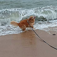 Noisette a rejoint le concours — aidez-le/la à gagner de superbes lots ! animal, beach, canine, dog, fun, golden_retriever, leash, motion, nature, ocean, outdoor, pet, playful, sand, sea, shore, summer, water, waves, wet