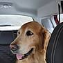 Noisette participe au concours pour gagner de l'argent avec cette photo : animal, backseat, canine, car_interior, closeup, daylight, dog, fur, golden_retriever, happy, leather_seat, pet, road_trip, seat, seatbelt, side_view, smiling, tongue_out, transportation, window